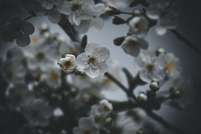 Close-up of white cherry blossom