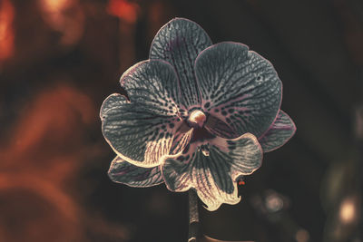 Close-up of flowering plant