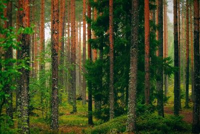 Trees in forest