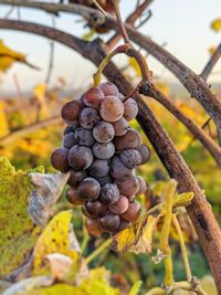 Frozen grapes in a vineyard in early morning