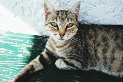 Close-up portrait of cat