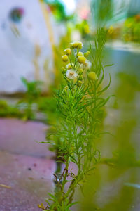 Close-up of yellow flowering plant