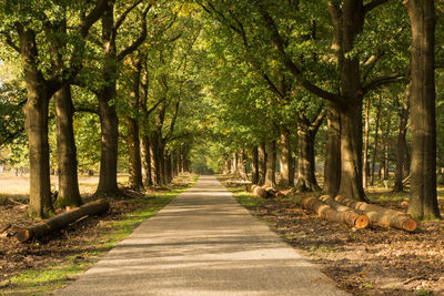 Road amidst trees in forest