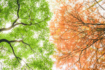 Low angle view of trees in forest against sky