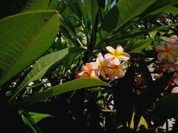 Close-up of frangipani blooming outdoors