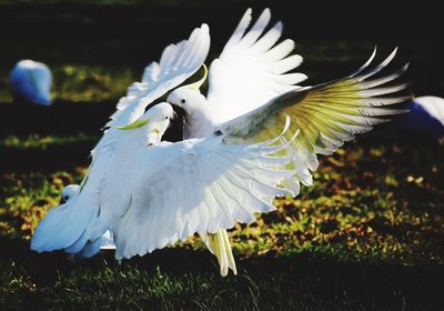 Cockatoo birds kissing over field