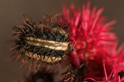 Close-up of insect on red flower