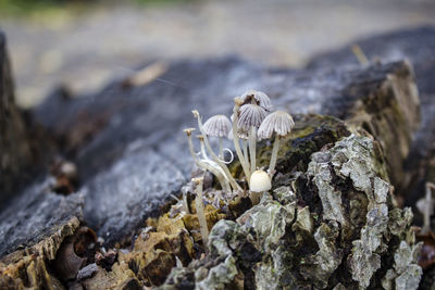 Close-up of mushrooms on rock