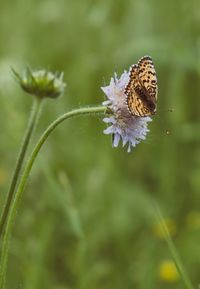 Close-up of butterfly pollinating on flower