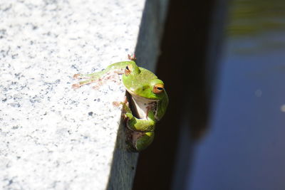 Close-up of green lizard on leaf