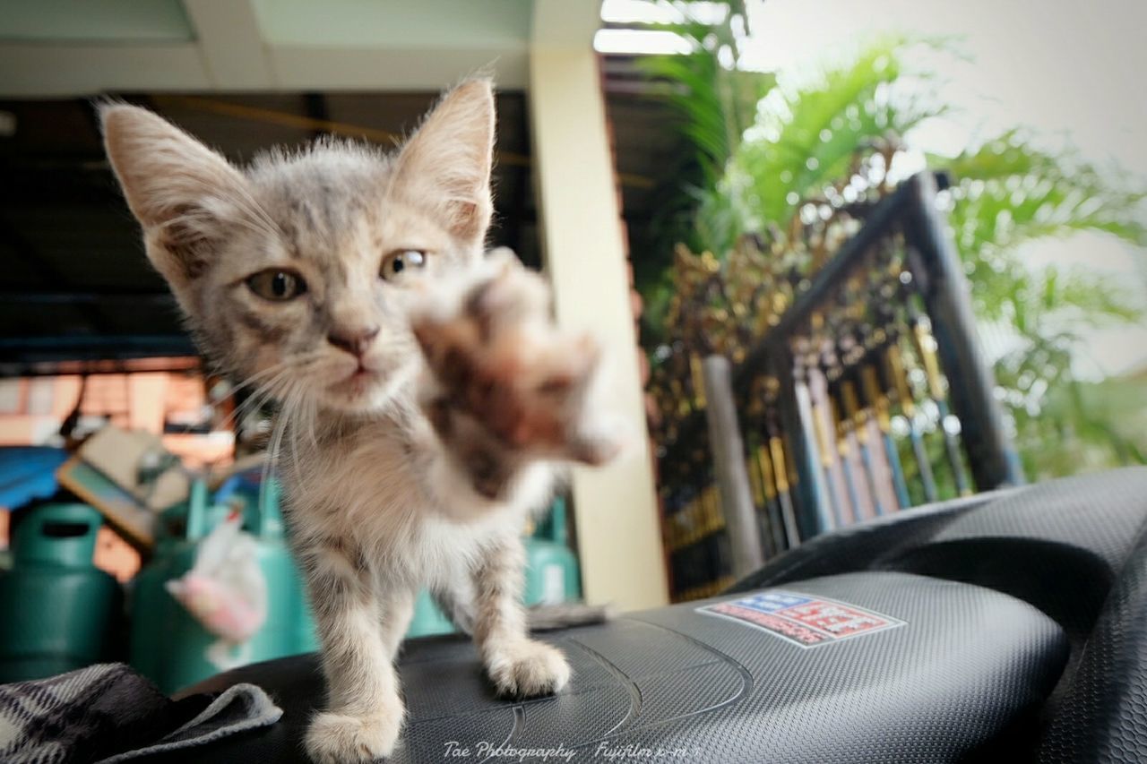 domestic cat, animal themes, pets, one animal, domestic animals, cat, mammal, feline, whisker, portrait, looking at camera, indoors, sitting, focus on foreground, home interior, relaxation, close-up, young animal, kitten