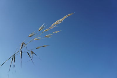 Low angle view of wheat against blue sky