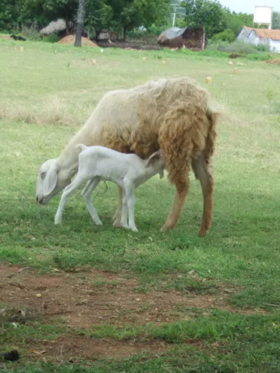 VIEW OF SHEEP GRAZING IN FIELD