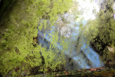 Close-up of tree by water