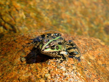 Close-up of frog on rock