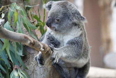 Close-up of a squirrel on tree branch