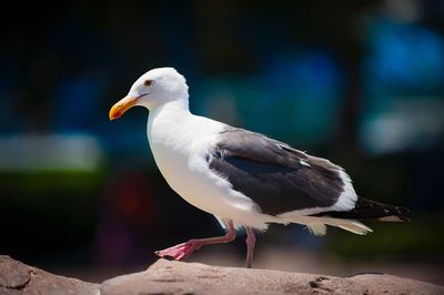 Close-up of seagull perching outdoors