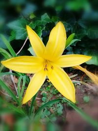 Close-up of yellow flowers blooming outdoors