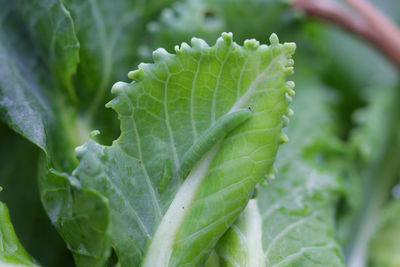 Cabbage leaves