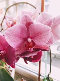 Close-up of pink flower on table