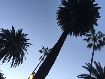 Low angle view of palm tree against blue sky