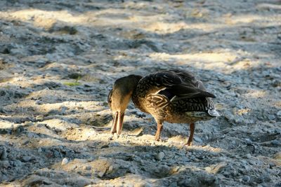 Side view of a duck 