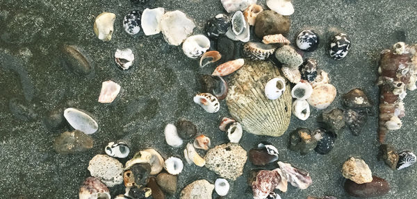 High angle view of shells on beach