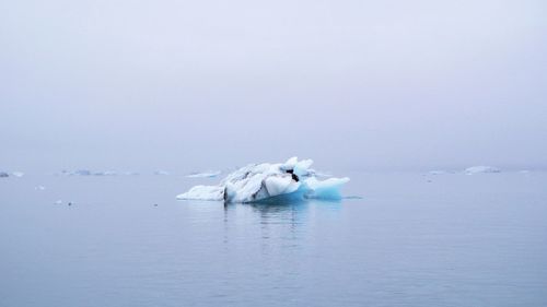 Swan floating on sea against sky