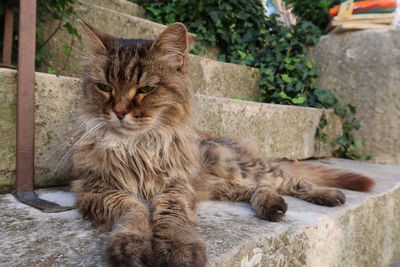 Portrait of cat sitting outdoors