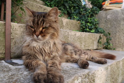 Portrait of cat sitting outdoors