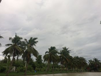 Palm trees on beach against sky