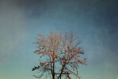 Low angle view of tree against sky