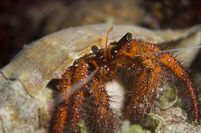 Close-up of a crab