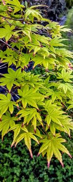 Close-up of fresh green plants