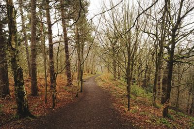 Road amidst trees in forest against sky