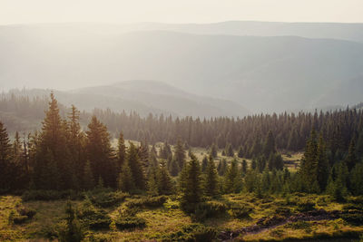 Scenic view of sunkissed pine forest in the mountains 