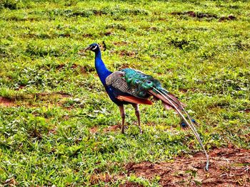 Peacock perching on field