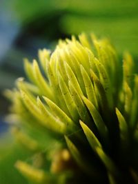 Close-up of fresh green plant