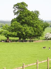 Trees on field against sky