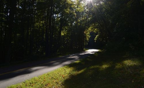 Road amidst trees in forest