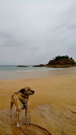 Dog on beach against sky