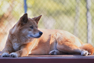 View of a dog resting