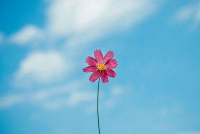 Close-up of pink cosmos flower against sky