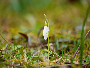 Close-up of flower on grass