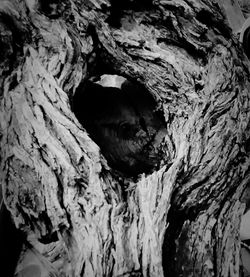 Close-up of tree trunk