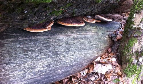 Close-up of tree trunk