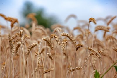 Close-up of stalks in field