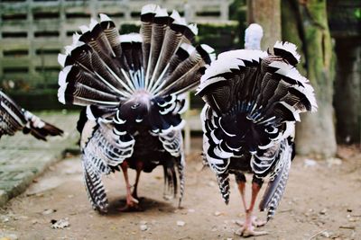 Close-up of hens on field