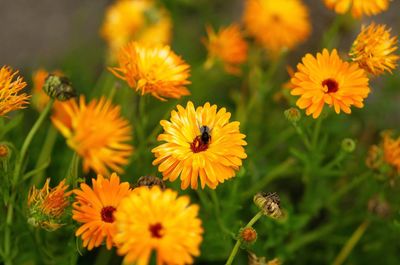 High angle view of insect on yellow flowering plant