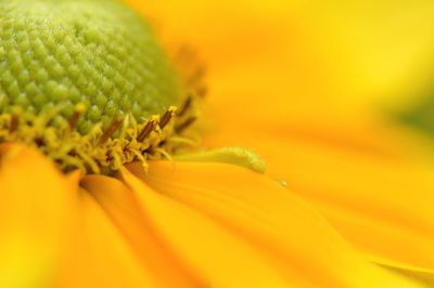 Macro shot of yellow flower